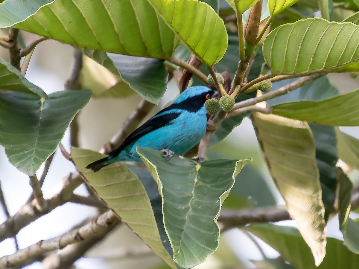 Turquoise Dacnis - ML620641843