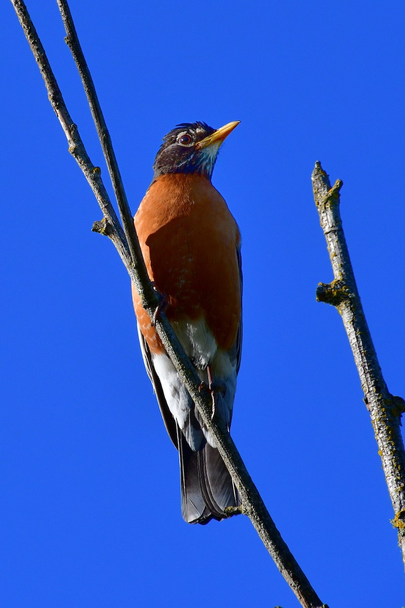 American Robin - ML620641844