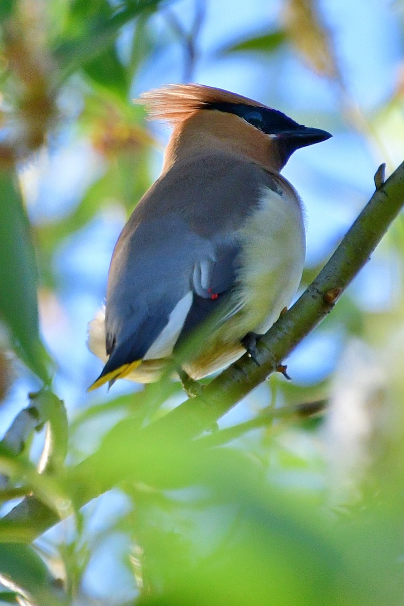 Cedar Waxwing - ML620641845