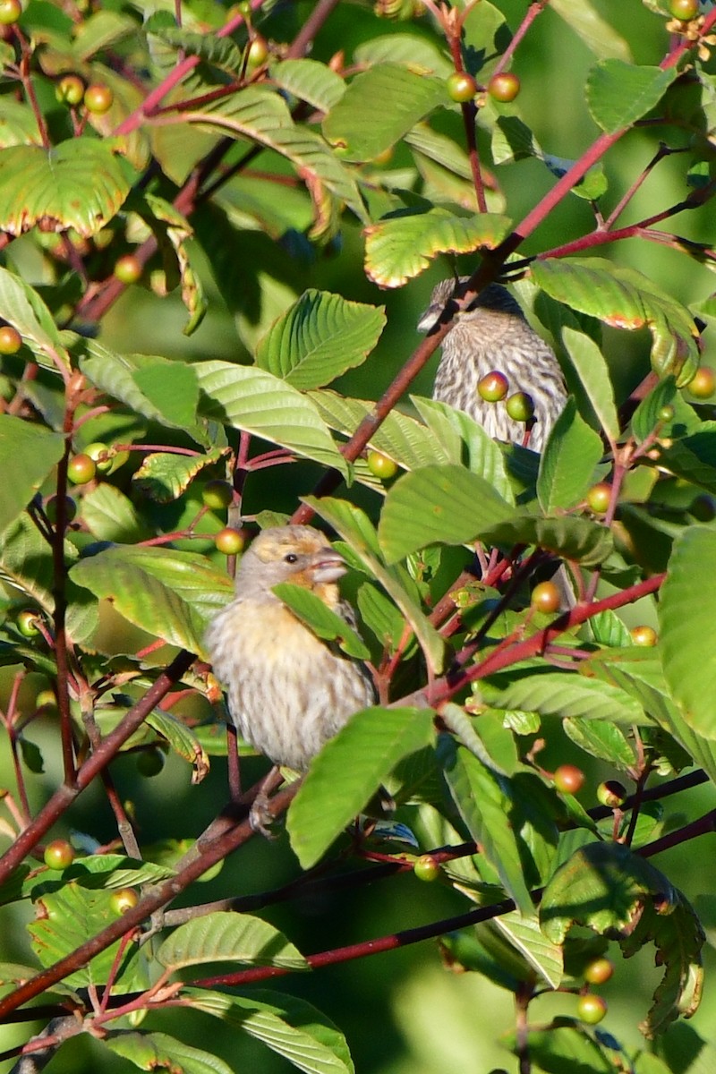 House Finch - ML620641848