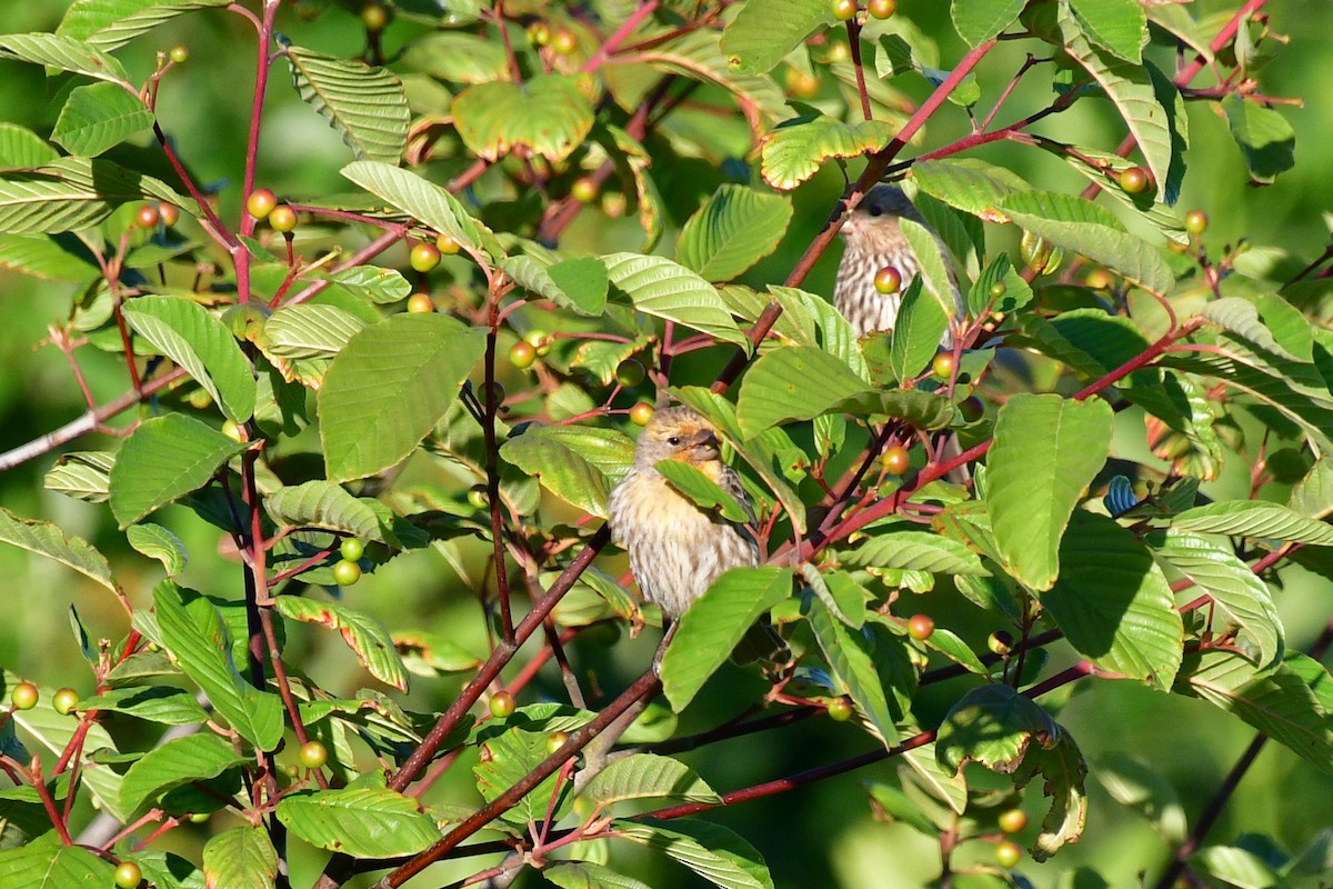 House Finch - ML620641849