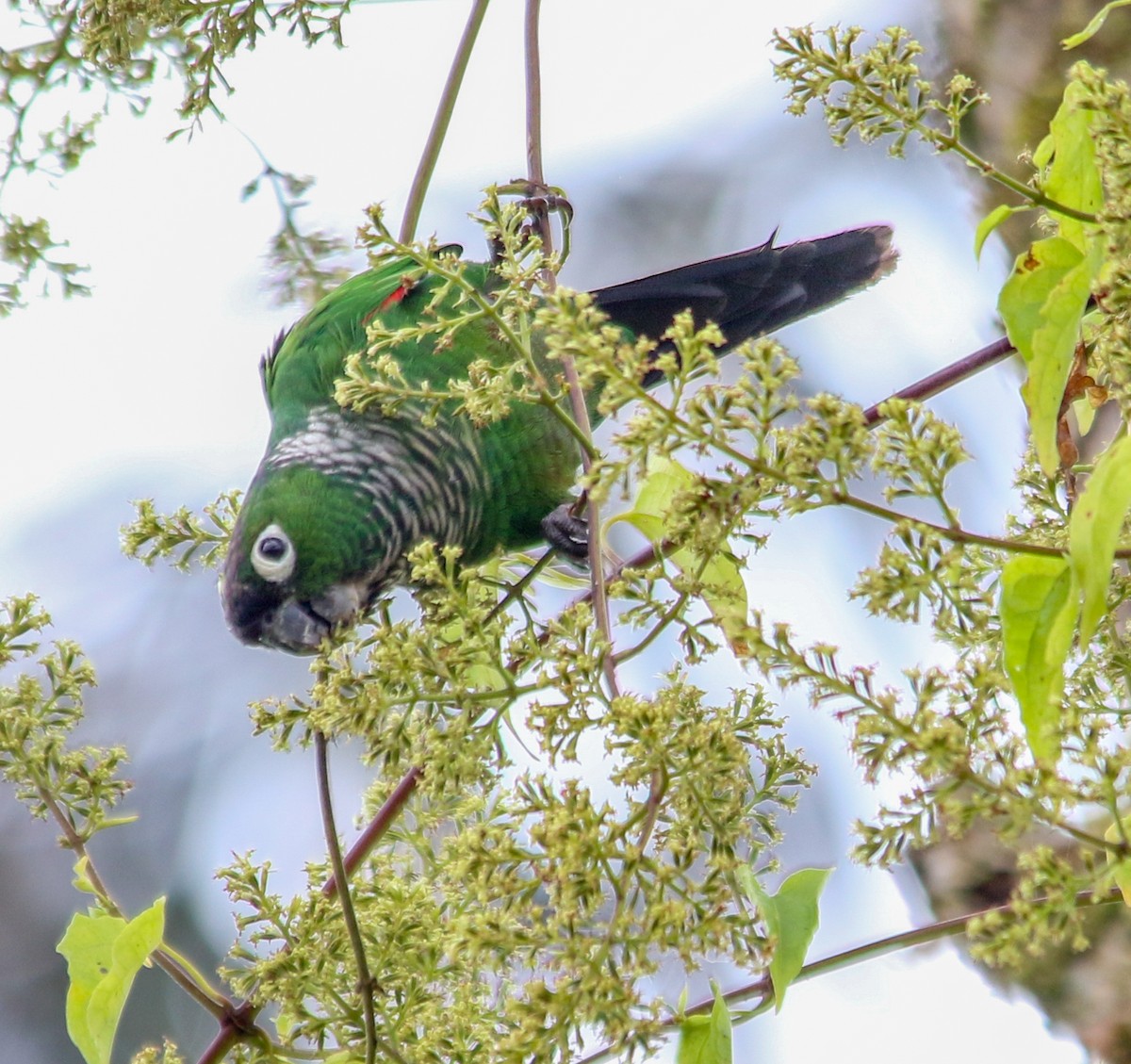 Maroon-tailed Parakeet - ML620641851