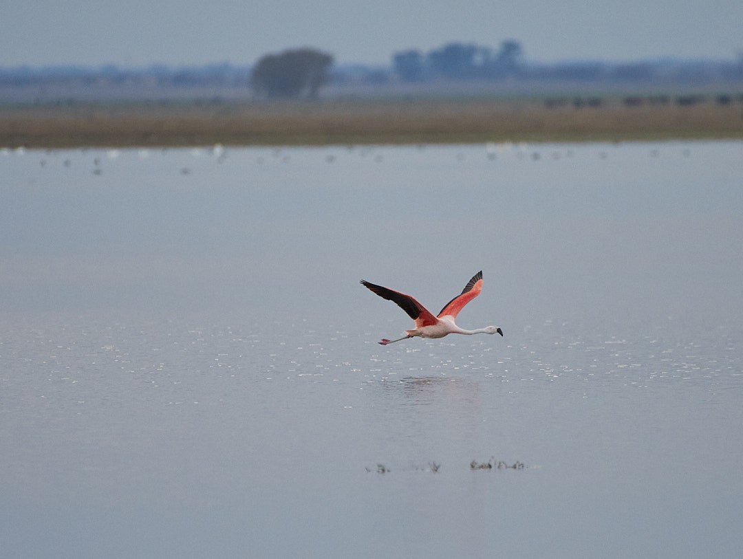 Chilean Flamingo - ML620641852