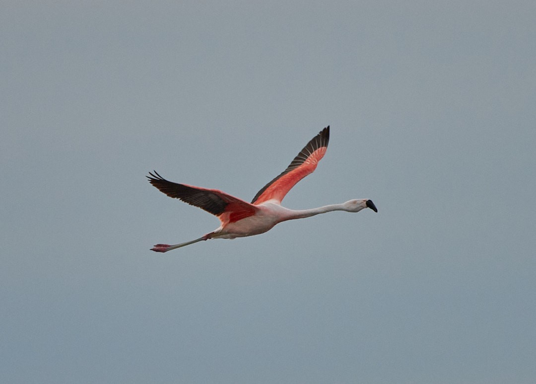 Chilean Flamingo - ML620641853
