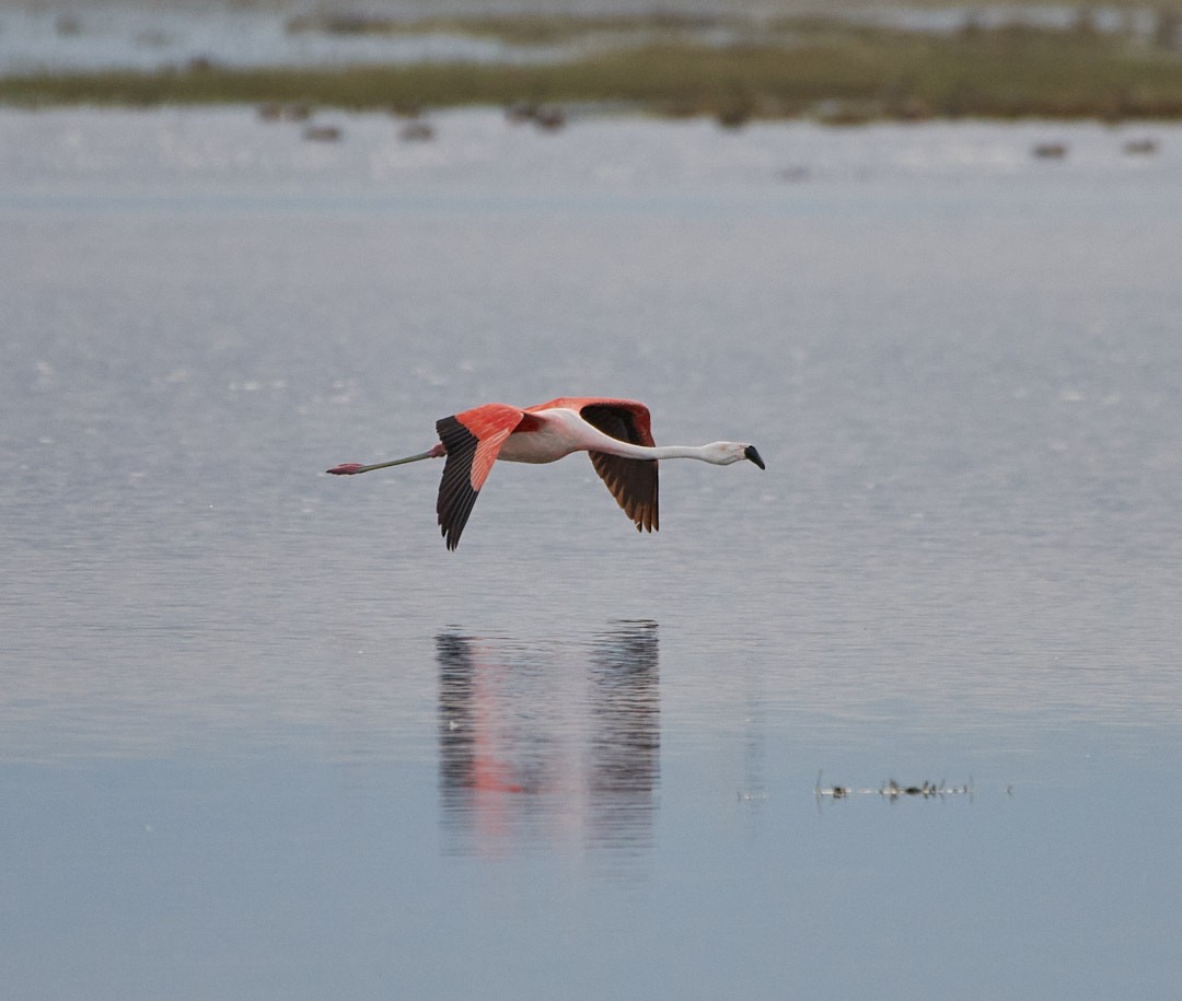 Chilean Flamingo - Juan Piñanelli