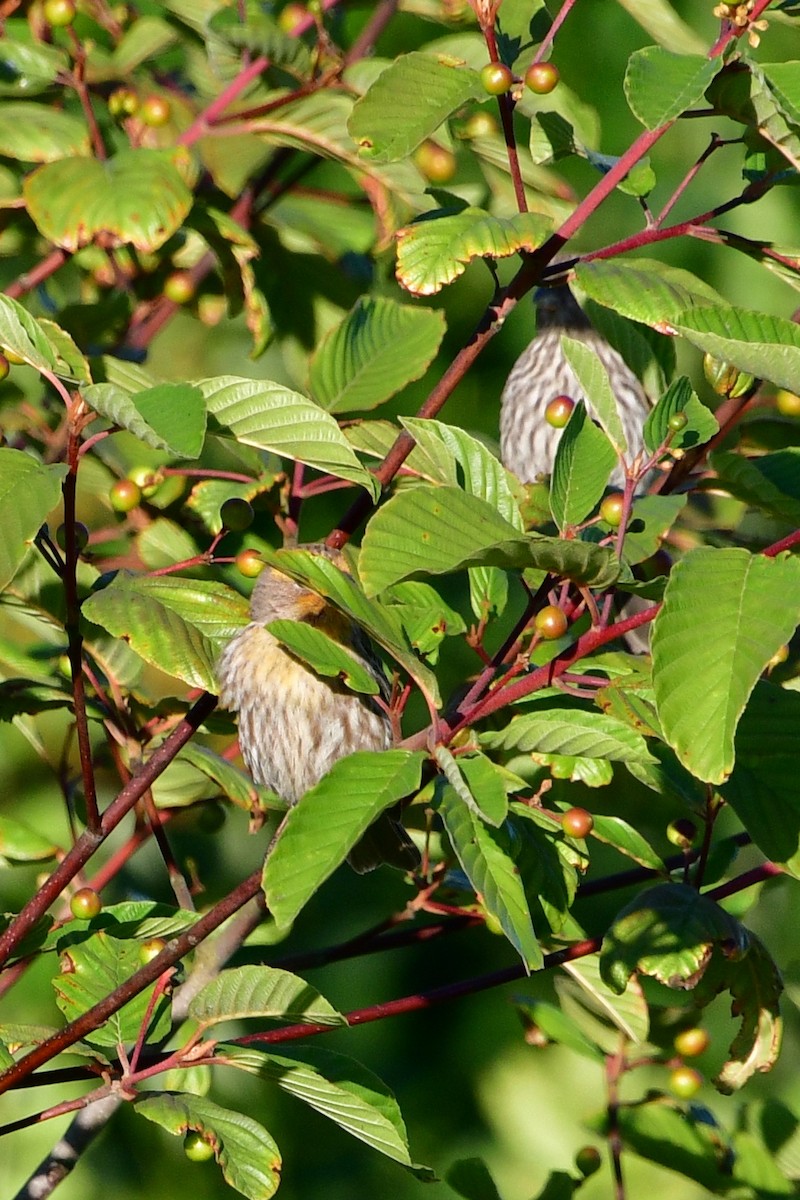 House Finch - ML620641857