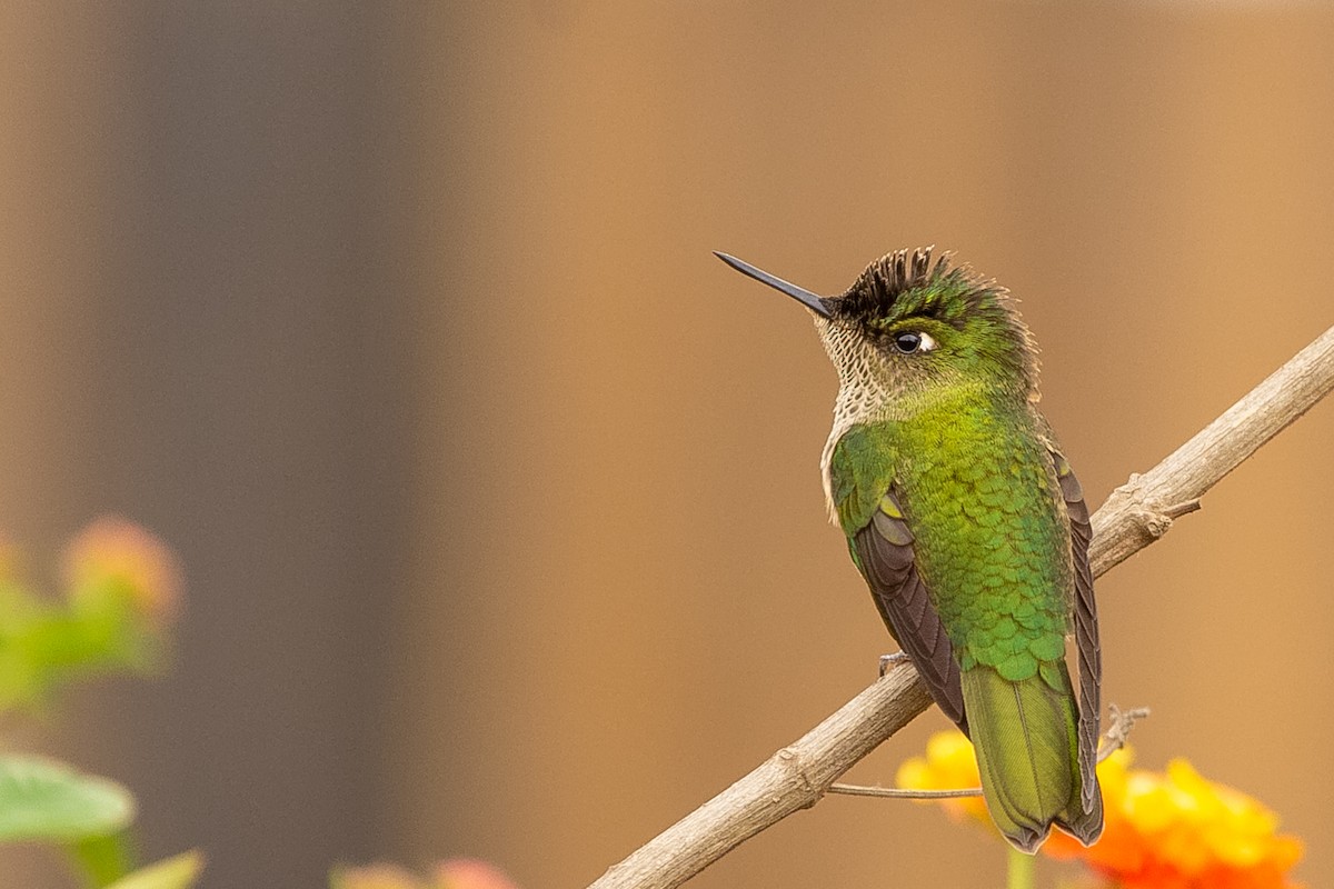 Green-backed Firecrown - ML620641858