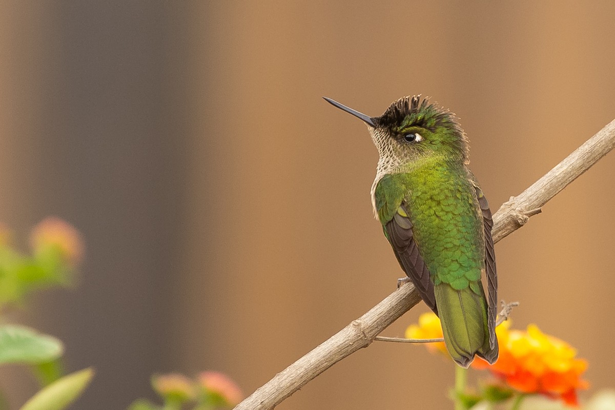 Green-backed Firecrown - ML620641859