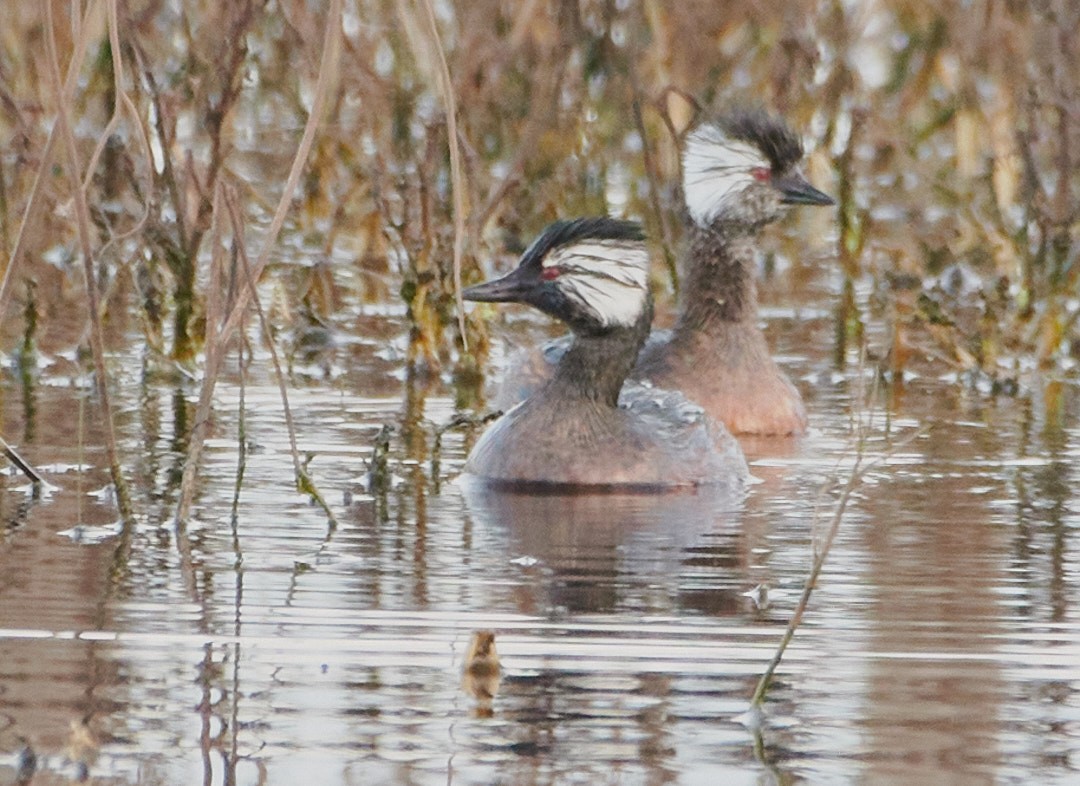 White-tufted Grebe - ML620641864