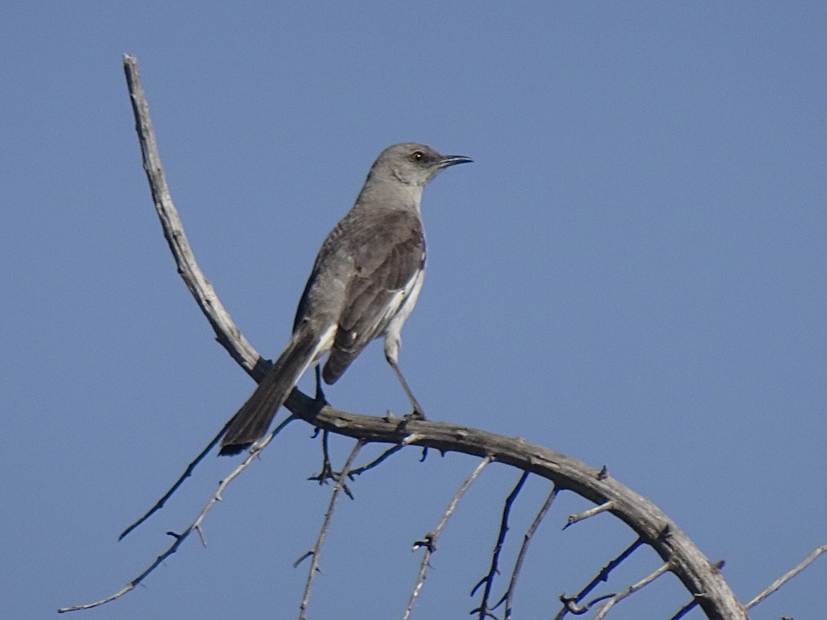 Northern Mockingbird - ML620641874