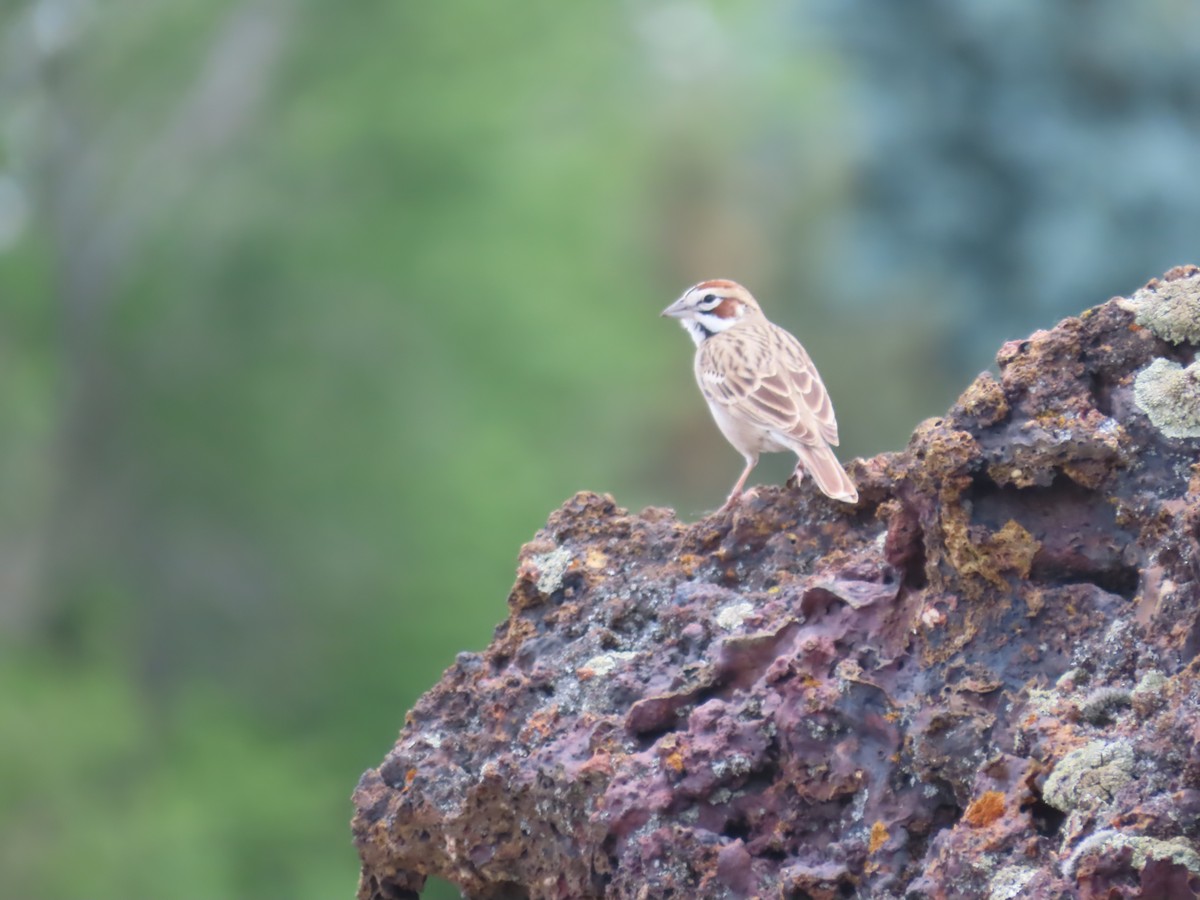 Lark Sparrow - ML620641875