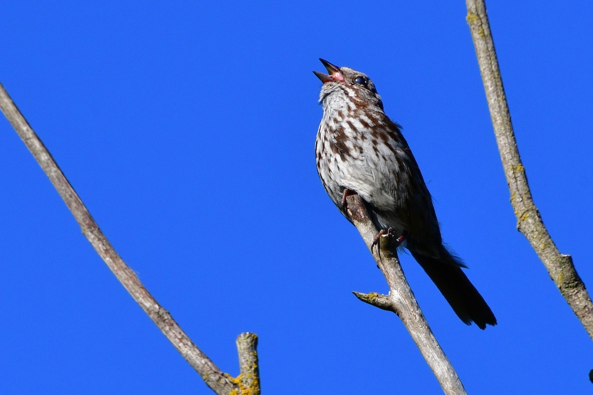 Song Sparrow - ML620641885