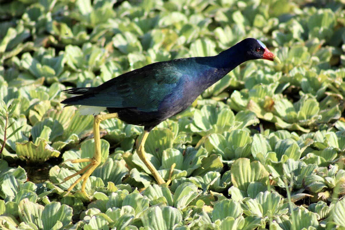 Purple Gallinule - ML620641887