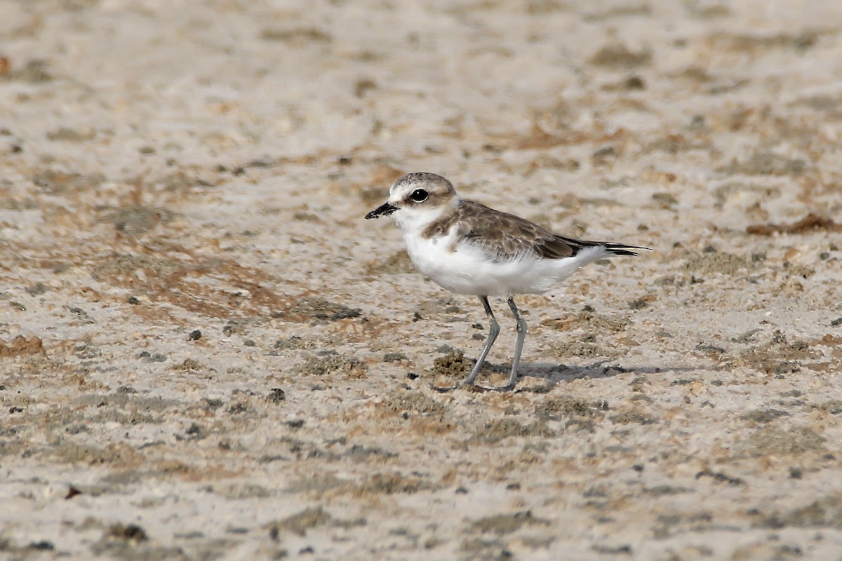 Kentish Plover - ML620641890