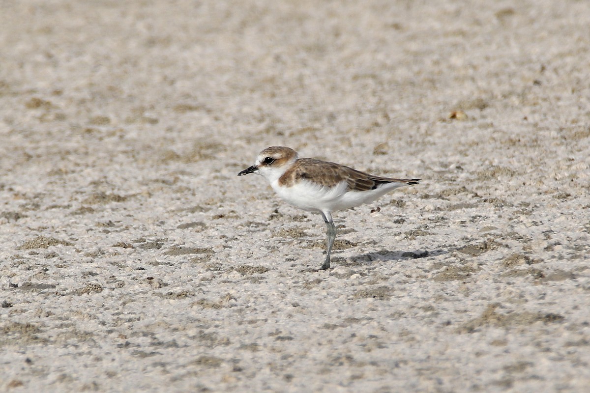 Kentish Plover - ML620641891