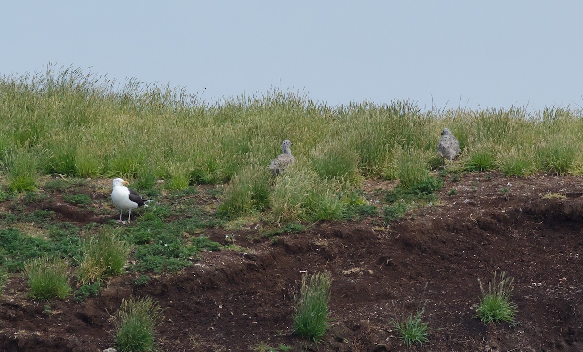 Great Black-backed Gull - ML620641892