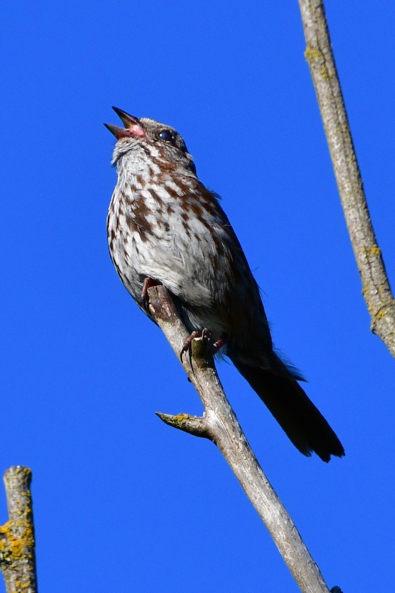 Song Sparrow - ML620641893