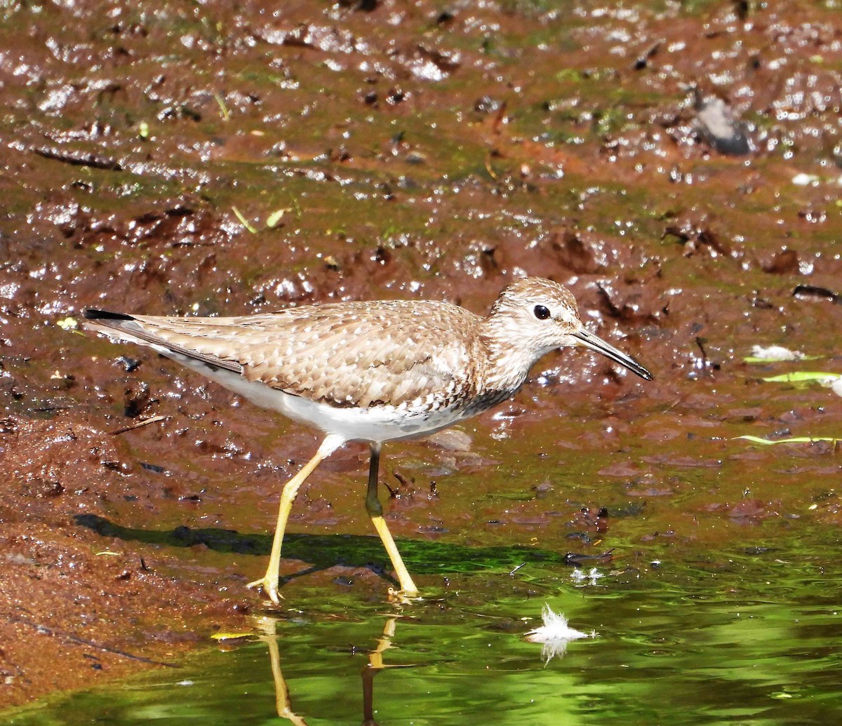 Solitary Sandpiper - ML620641894