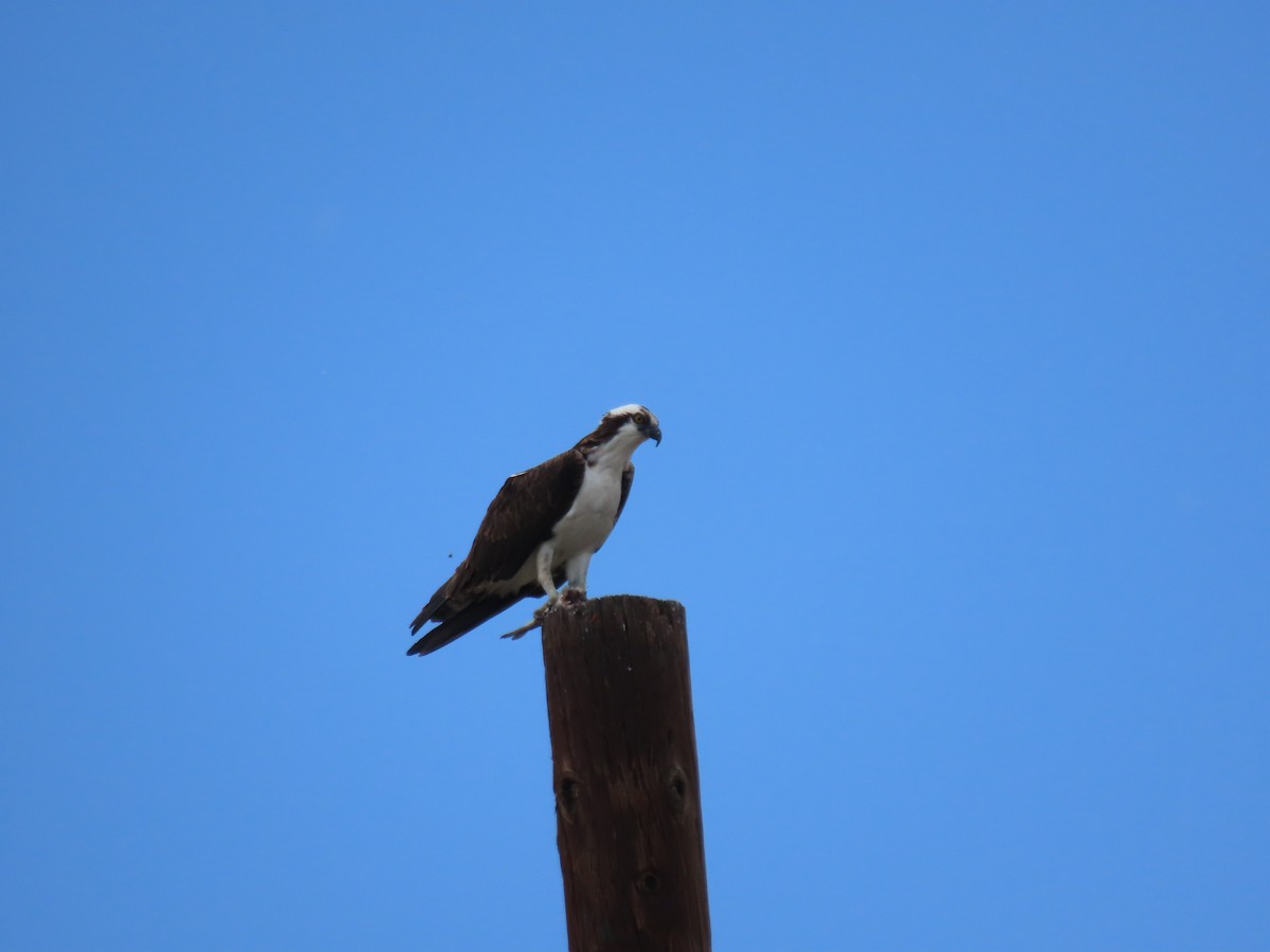 Águila Pescadora - ML620641896