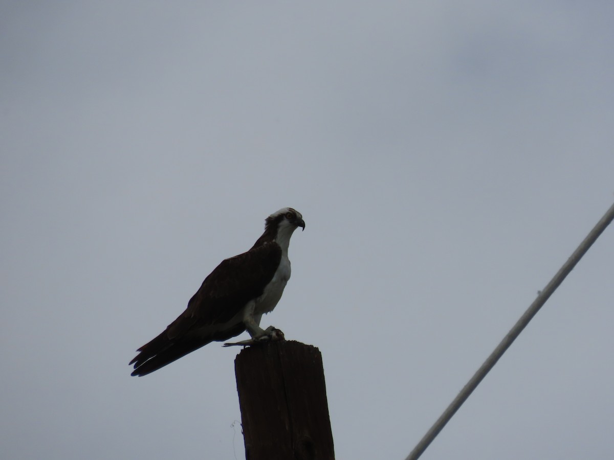 Águila Pescadora - ML620641897