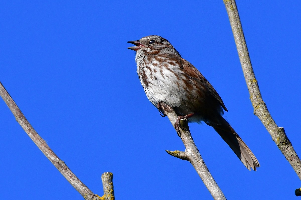 Song Sparrow - ML620641899