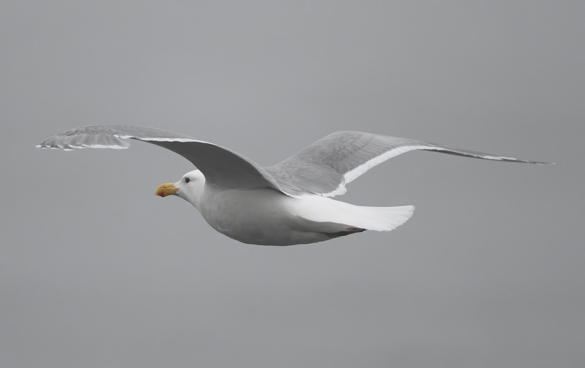 Glaucous-winged Gull - ML620641905