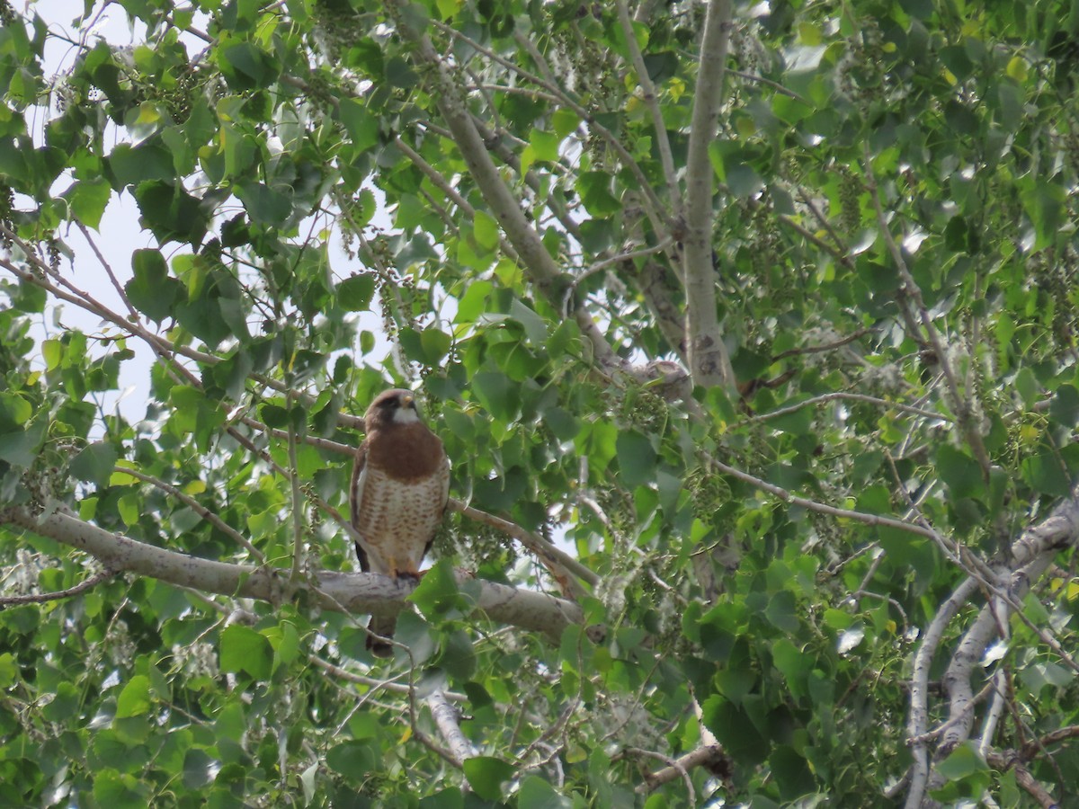 Swainson's Hawk - ML620641906