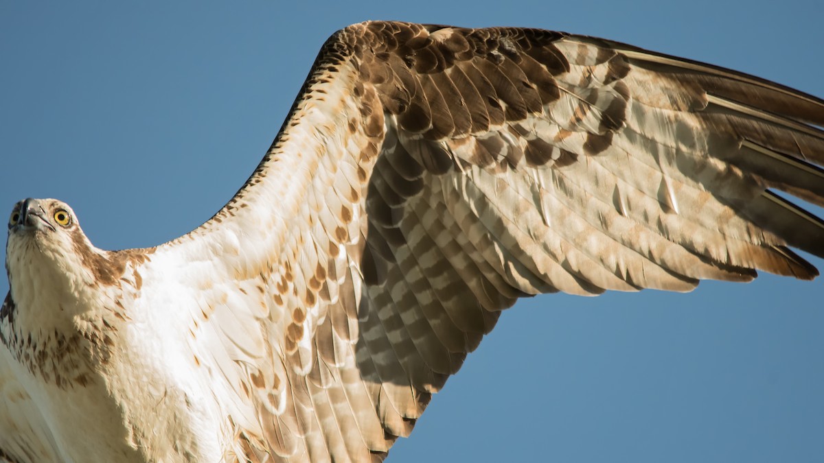 Águila Pescadora - ML620641910