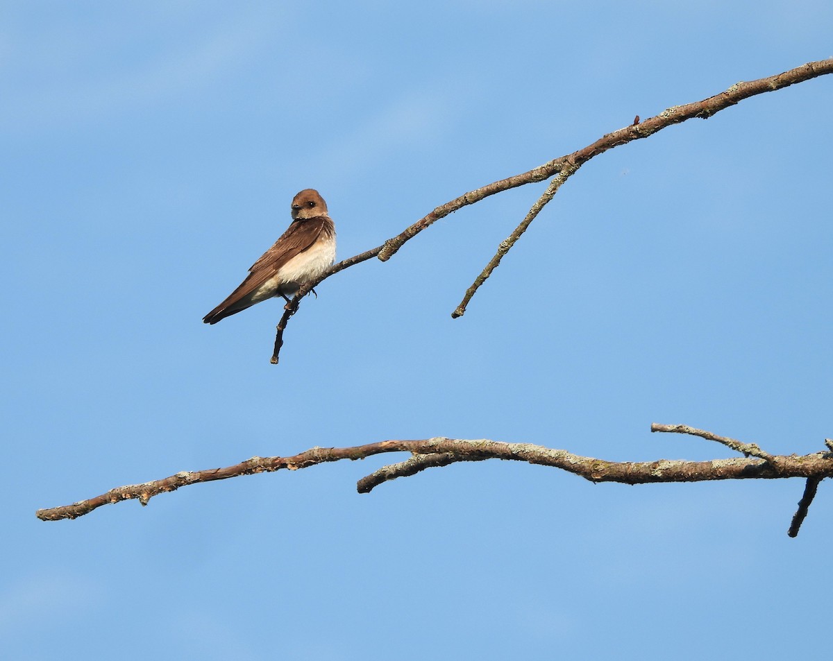 Golondrina Aserrada - ML620641911