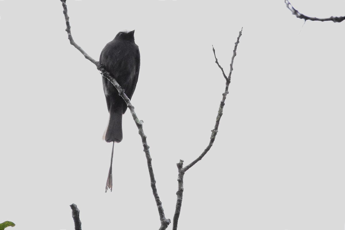 Long-tailed Tyrant - Juan Bardier