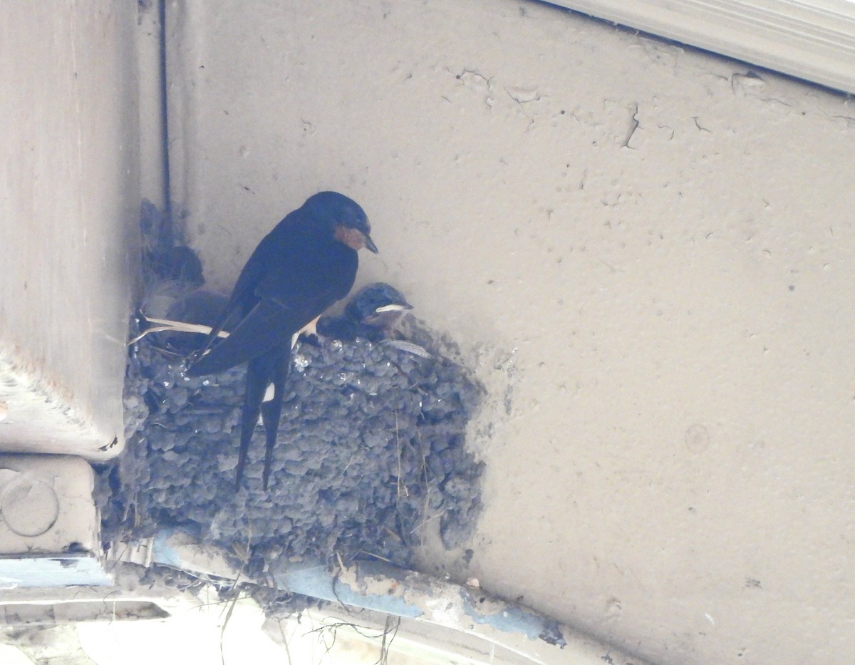 Barn Swallow - ML620641916