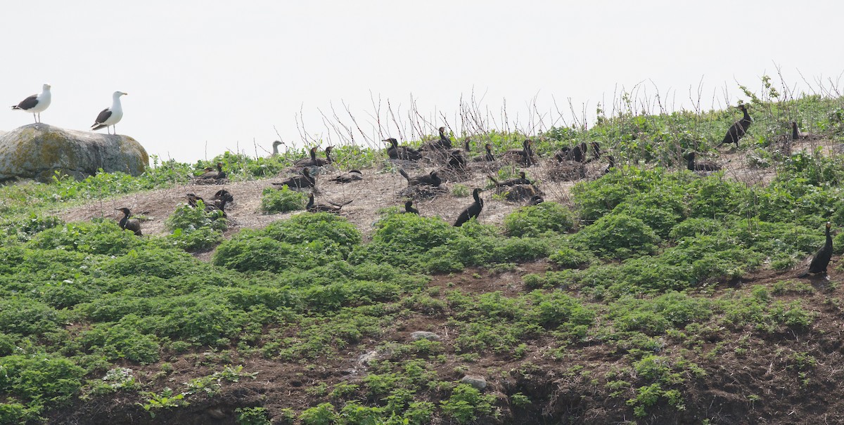 Double-crested Cormorant - ML620641917