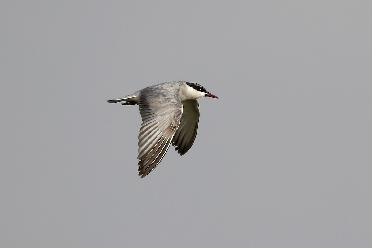 Whiskered Tern - ML620641918