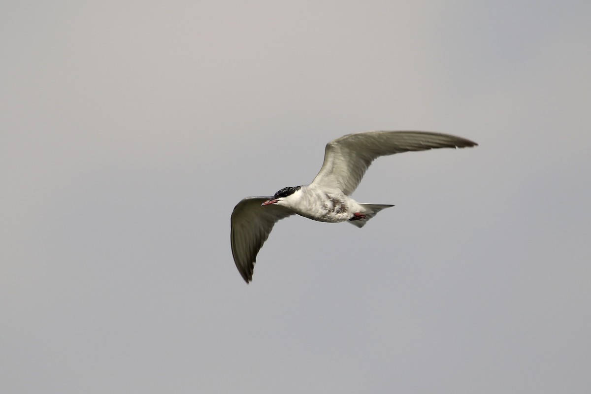 Whiskered Tern - ML620641919