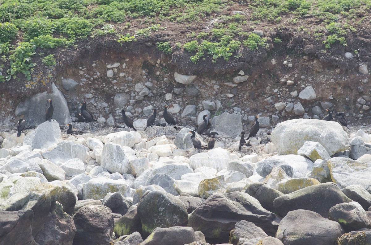 Double-crested Cormorant - ML620641920