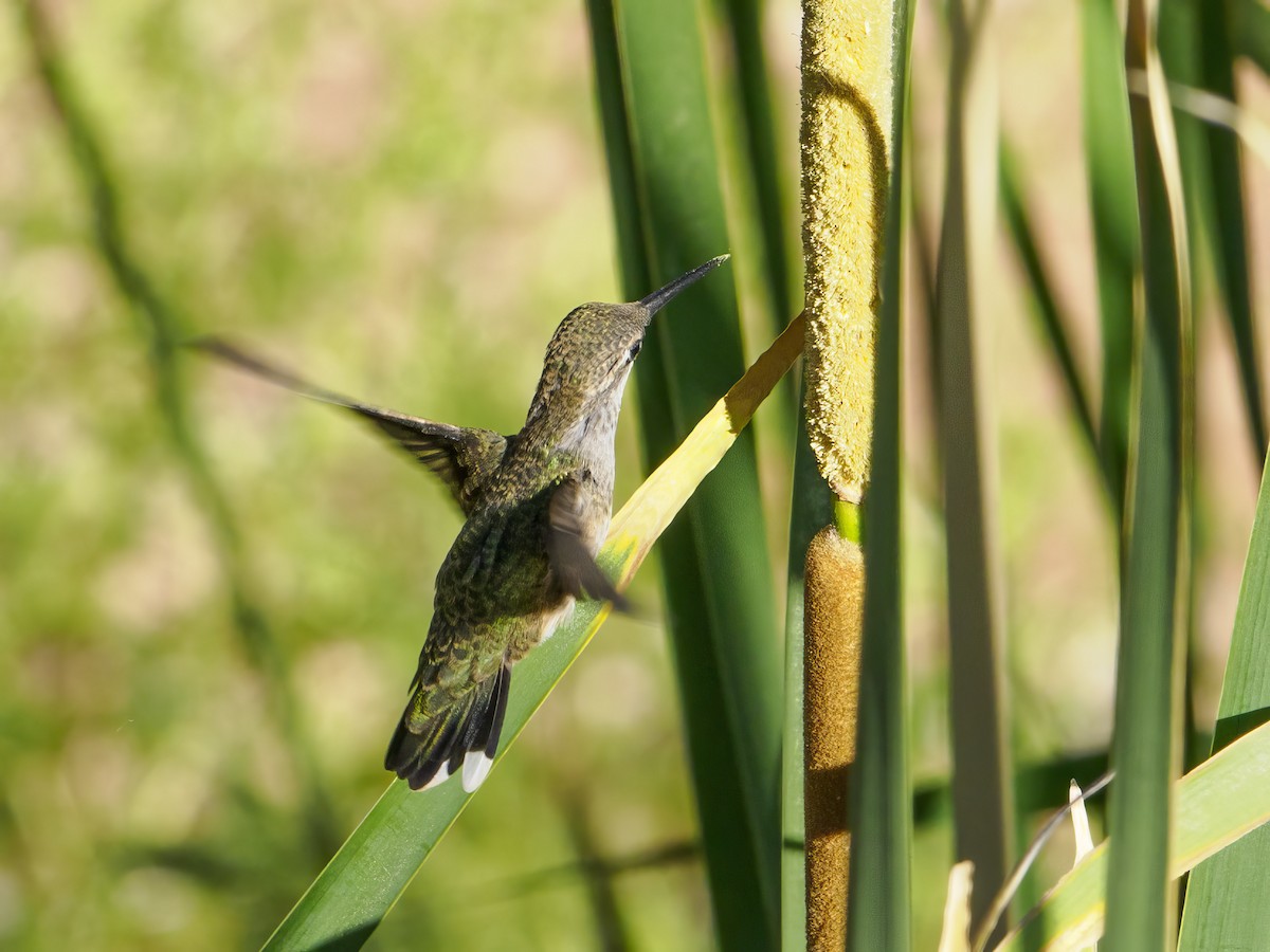 Black-chinned Hummingbird - ML620641931