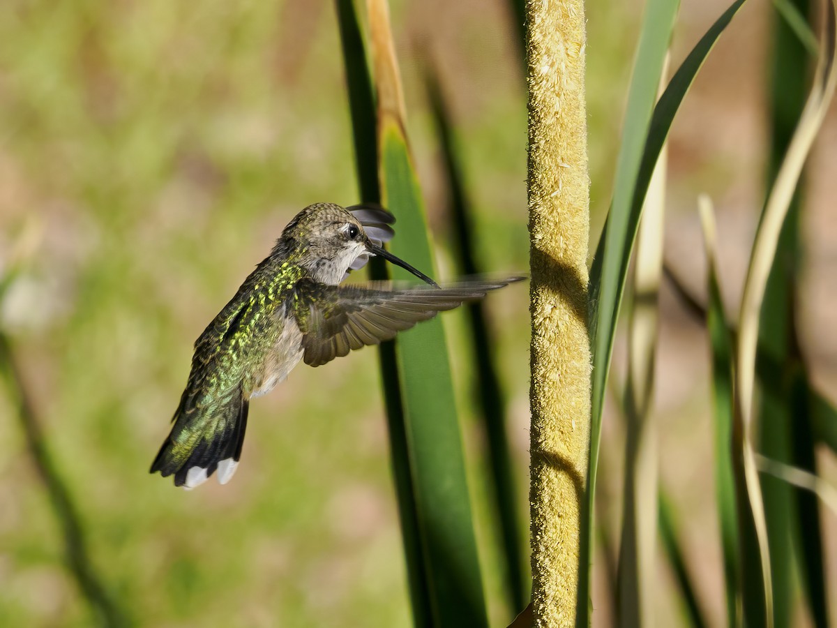 Black-chinned Hummingbird - ML620641933