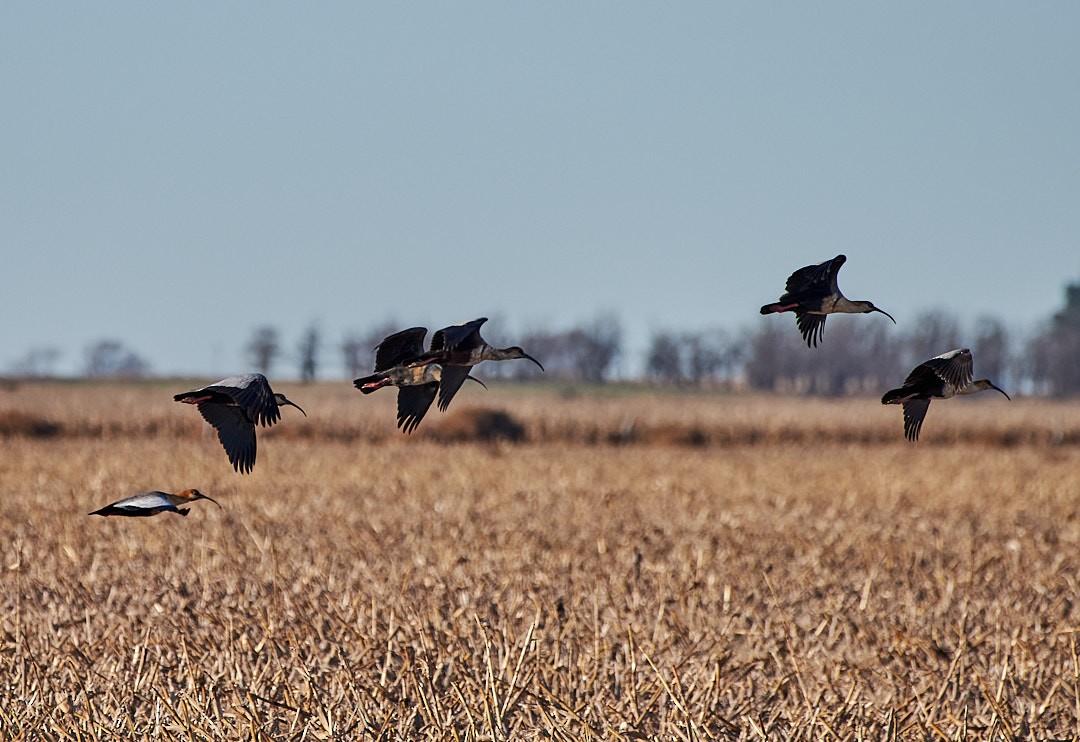 Black-faced Ibis - ML620641942