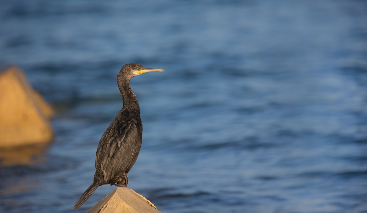 Cormorán Moñudo - ML620641944