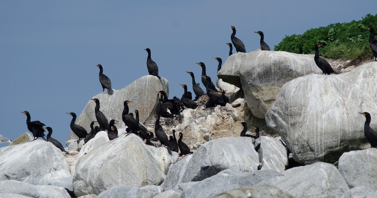 Double-crested Cormorant - ML620641945