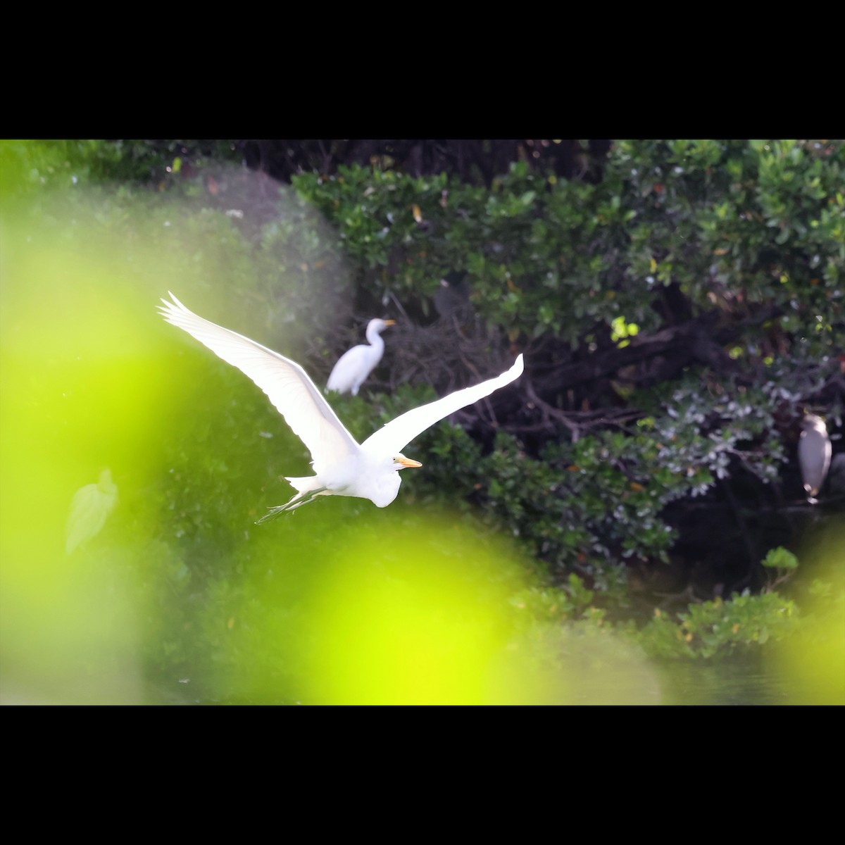 Great Egret - Nat Heart