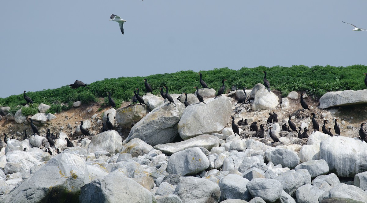 Double-crested Cormorant - Alix d'Entremont