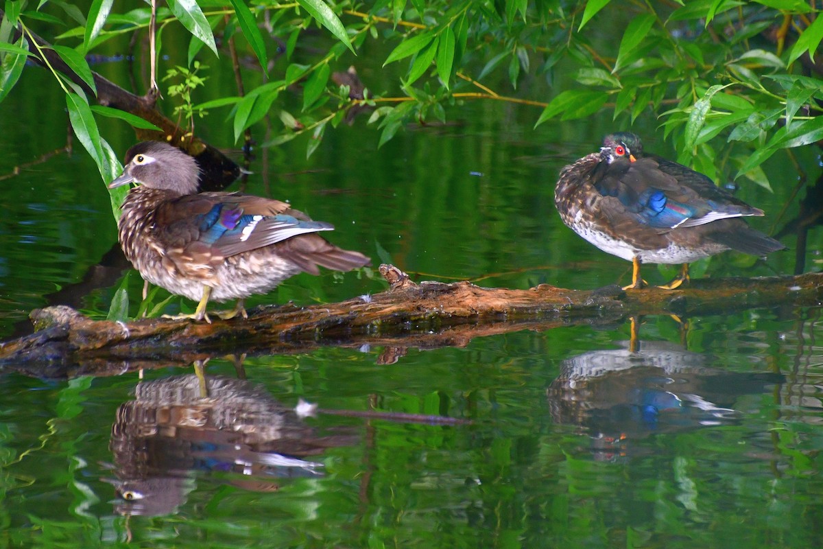 Wood Duck - ML620641948