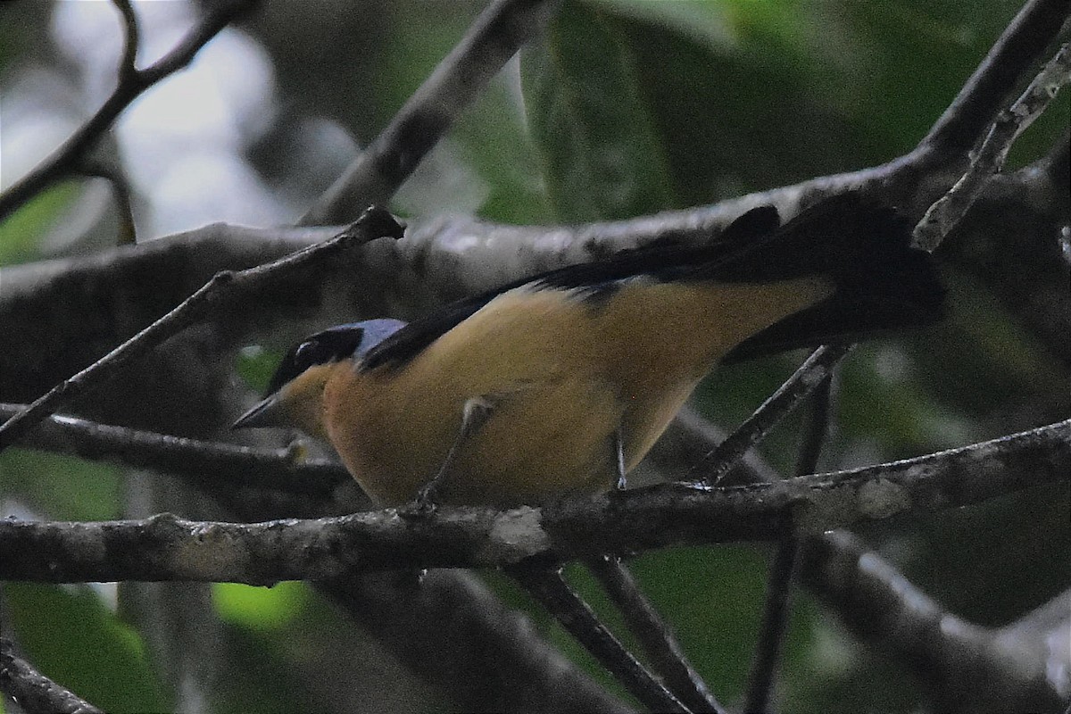 Fawn-breasted Tanager - ML620641949