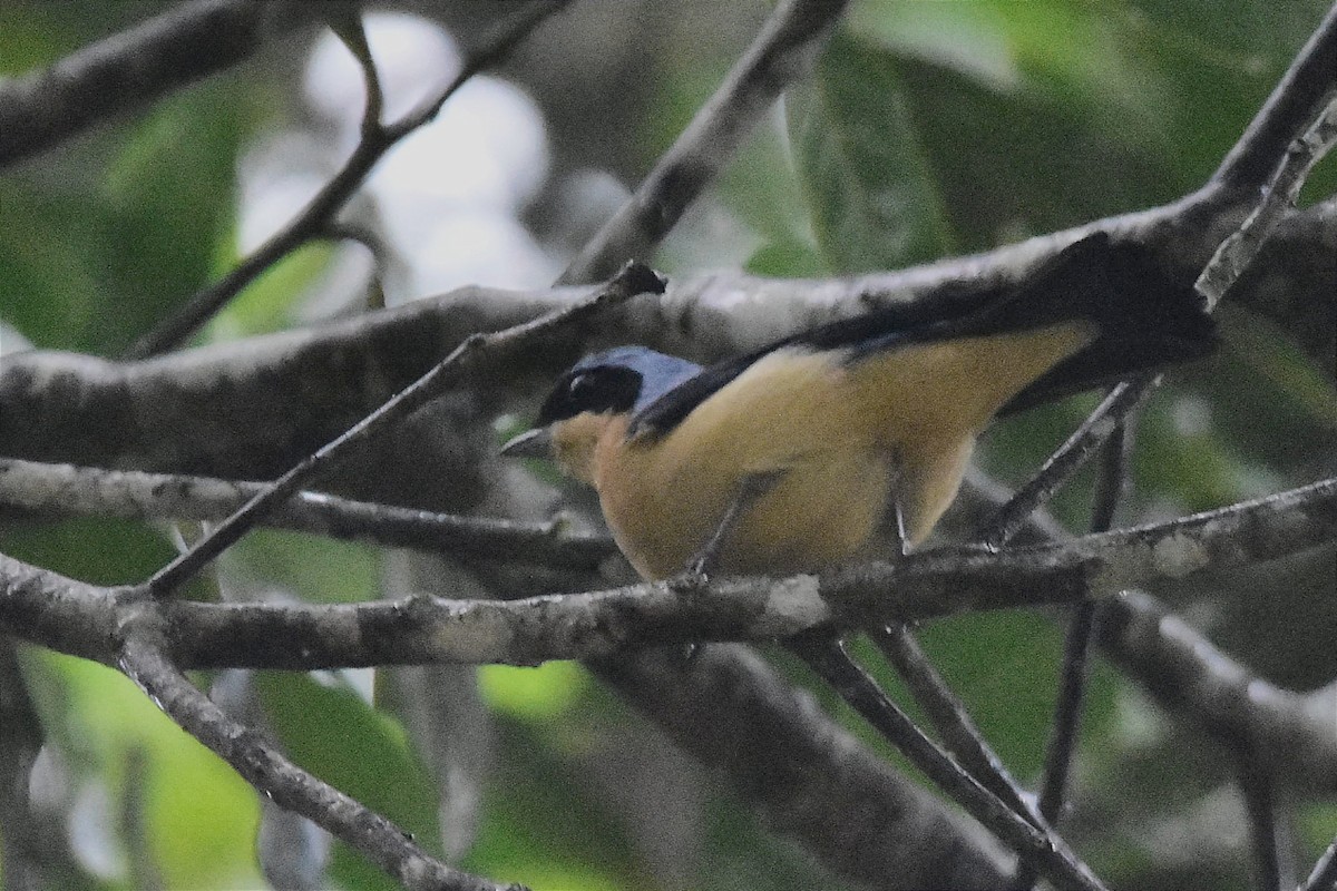 Fawn-breasted Tanager - ML620641950