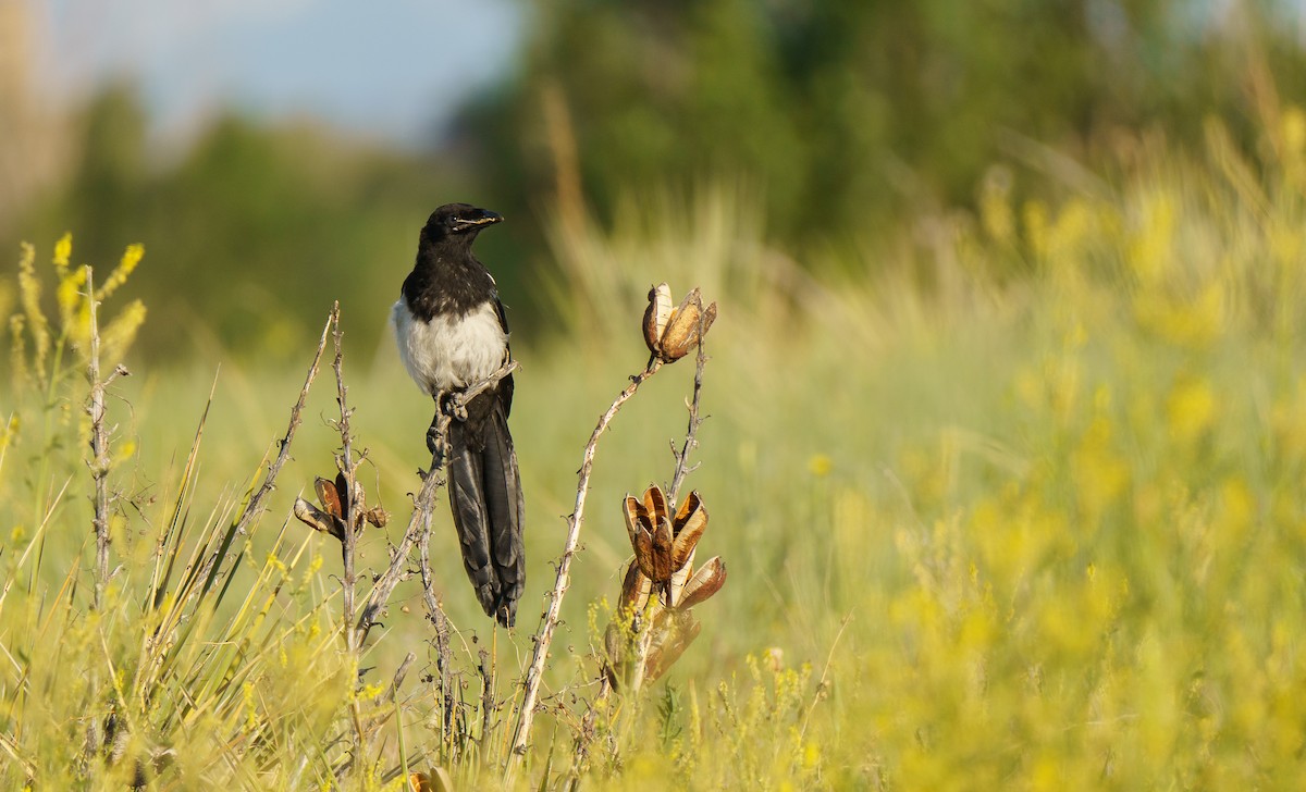 Black-billed Magpie - ML620641951