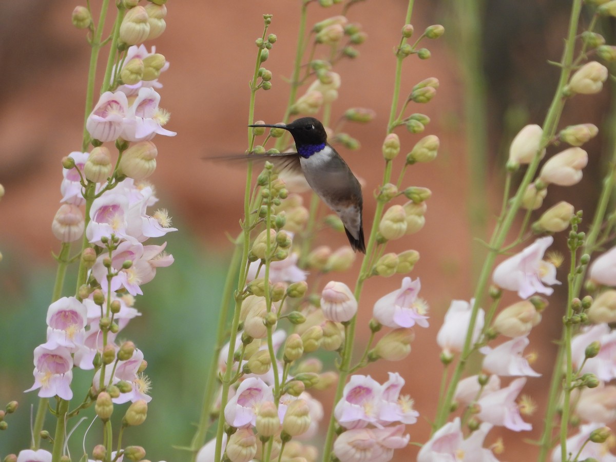 Black-chinned Hummingbird - David Wheeler