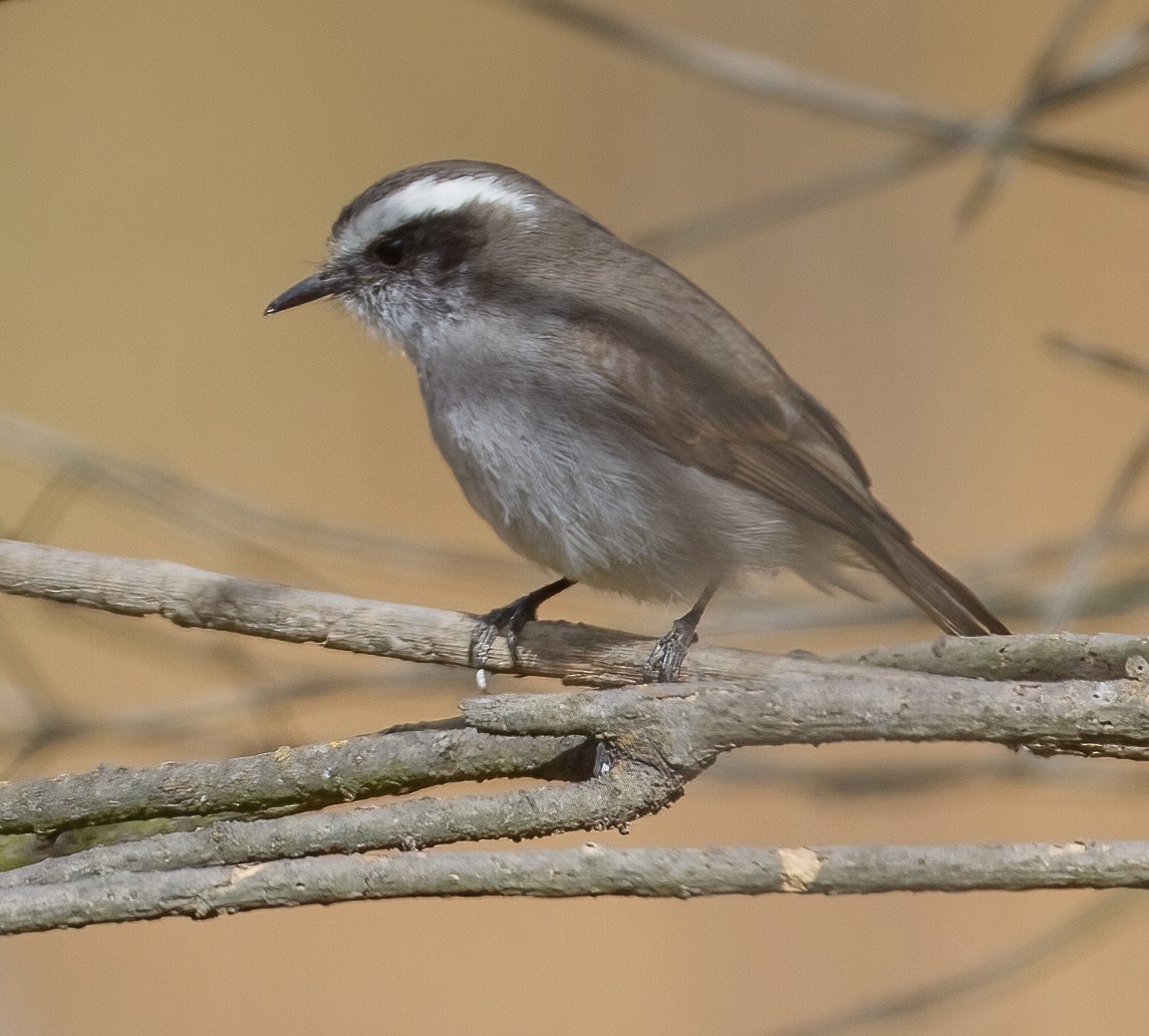 White-browed Chat-Tyrant - ML620641953