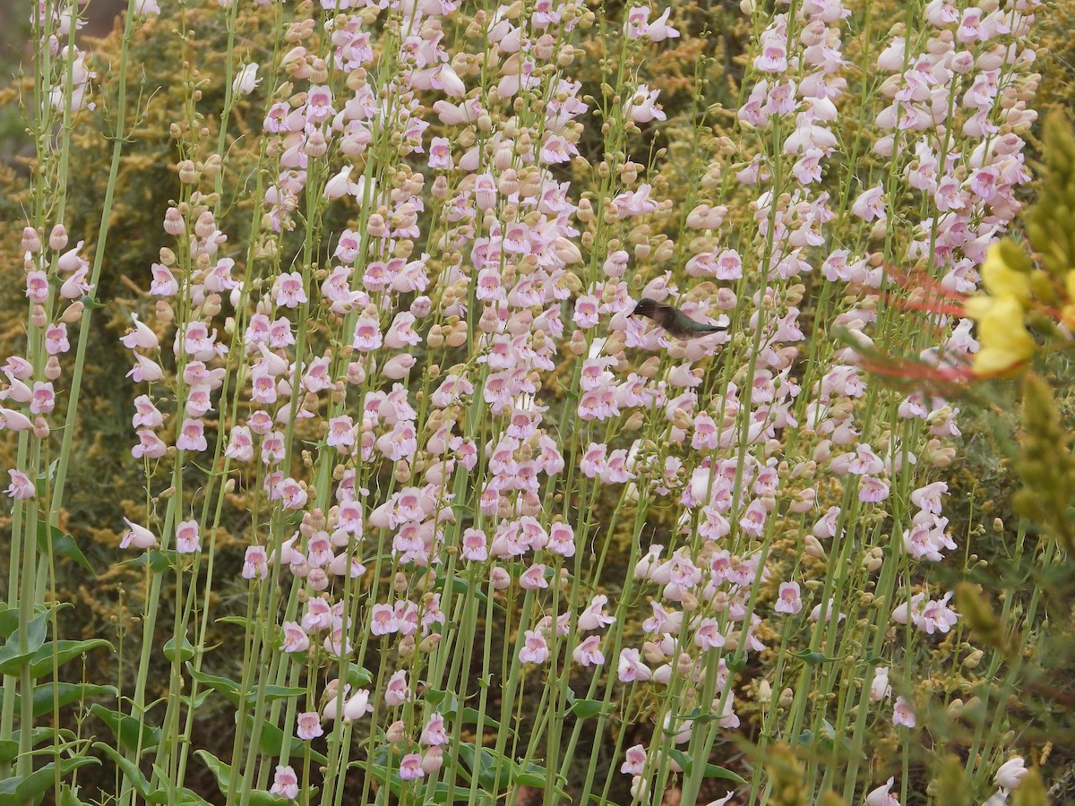 Black-chinned Hummingbird - ML620641954