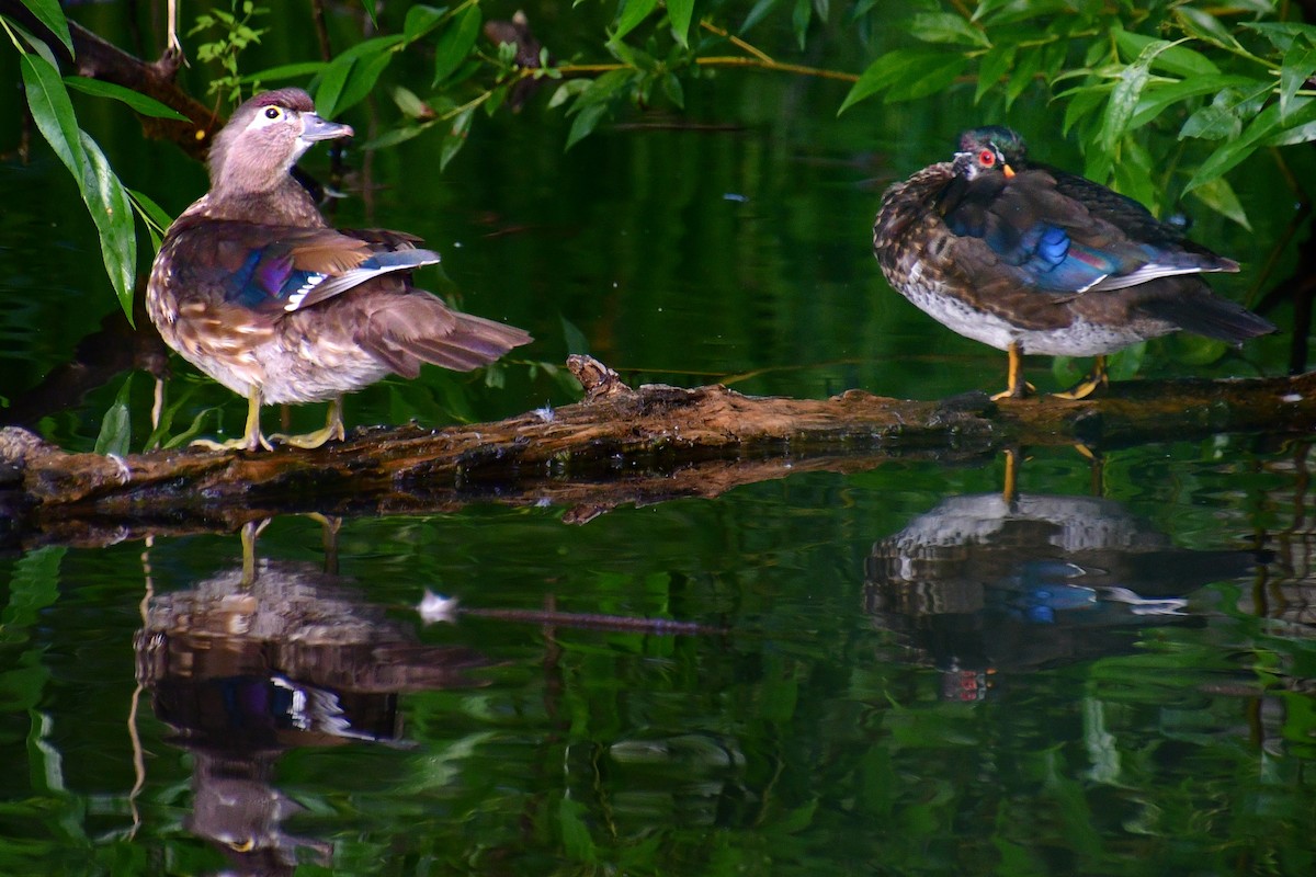 Wood Duck - ML620641955